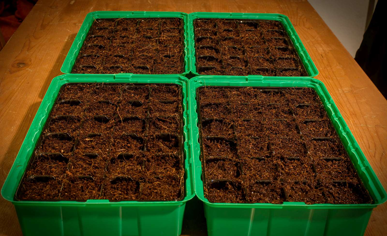 Freshly germinated seeds getting ready for action